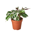 CALATHEA WHITE FUSION 4-inch