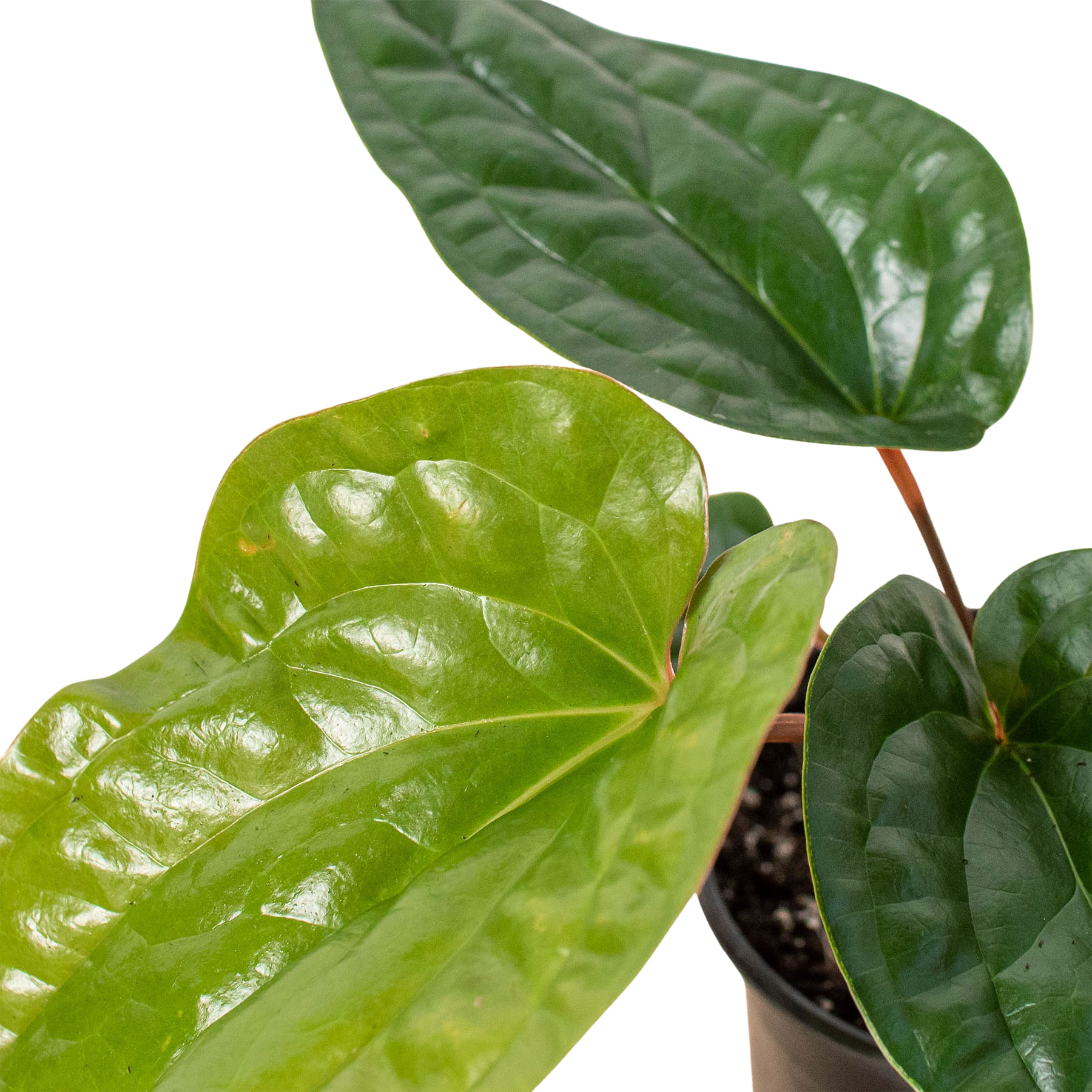 Anthurium 'Radicans x Luxurians': 6" Pot