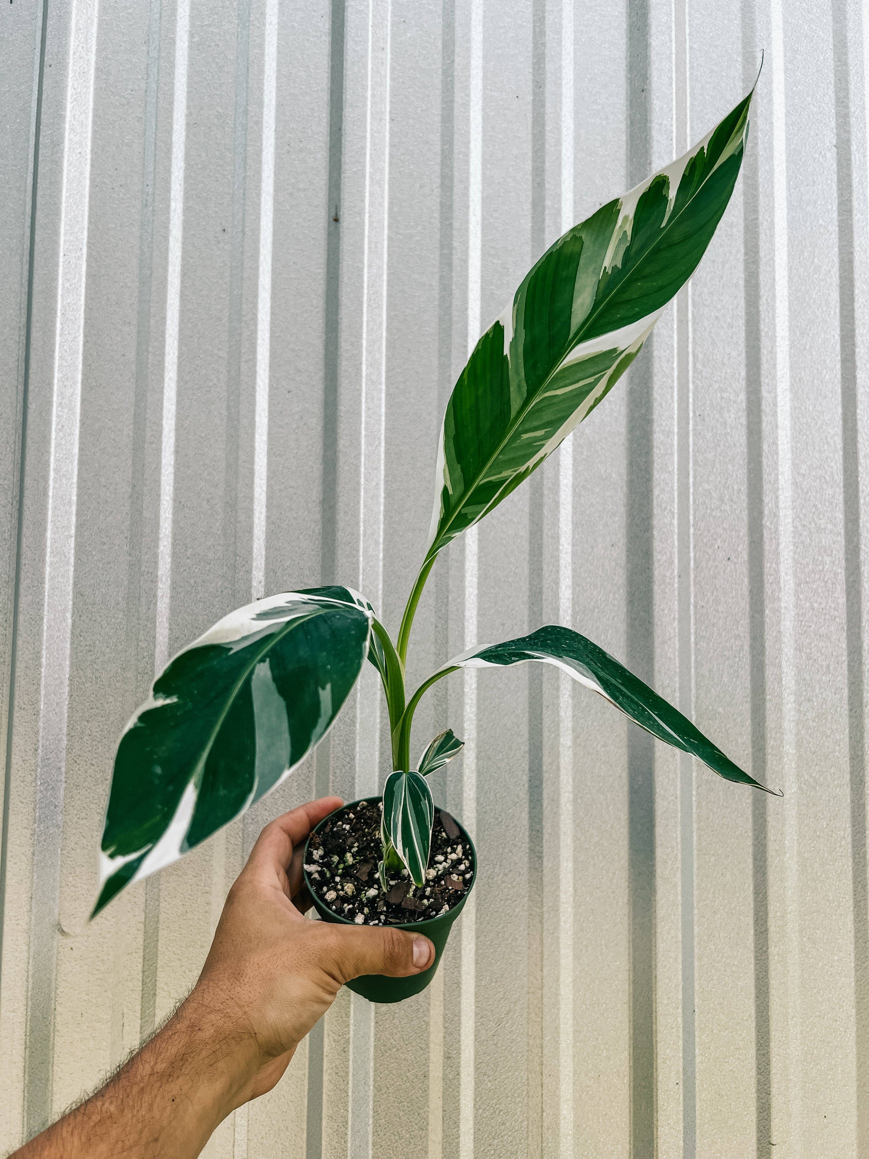 4" Variegated Musa Florida 'Bronana'