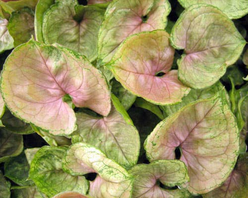 Syngonium Mango Allusion Starter