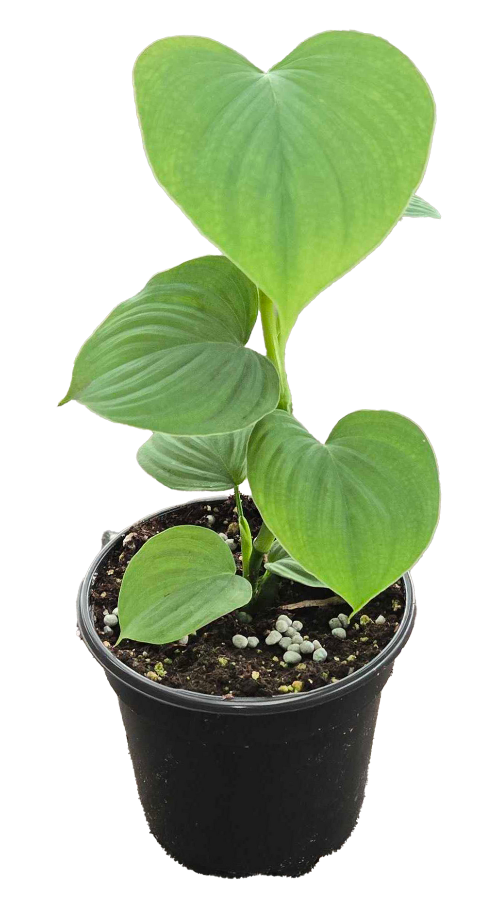Philodendron Peru 4 inch Grower Pot