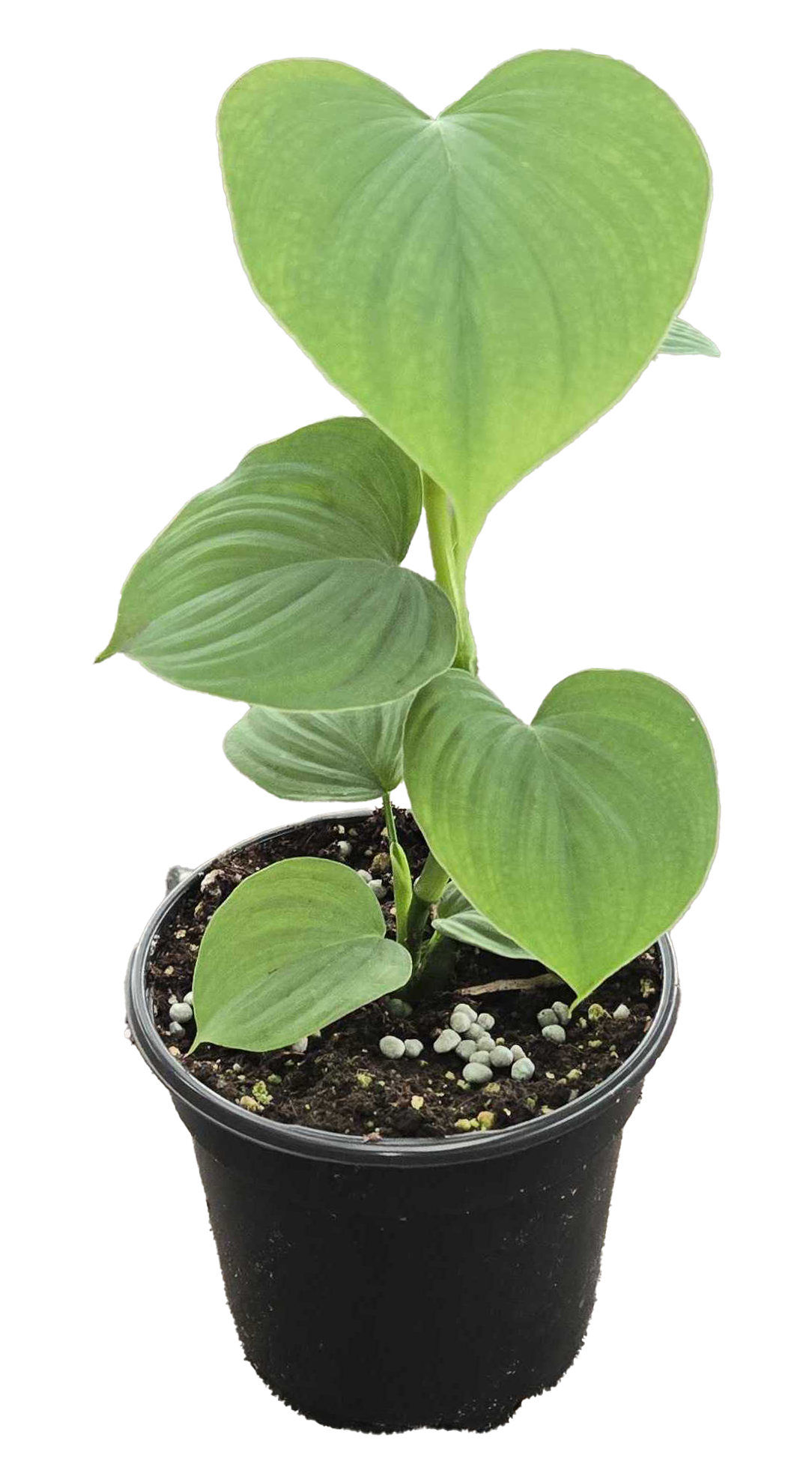 Philodendron Peru 4 inch Grower Pot