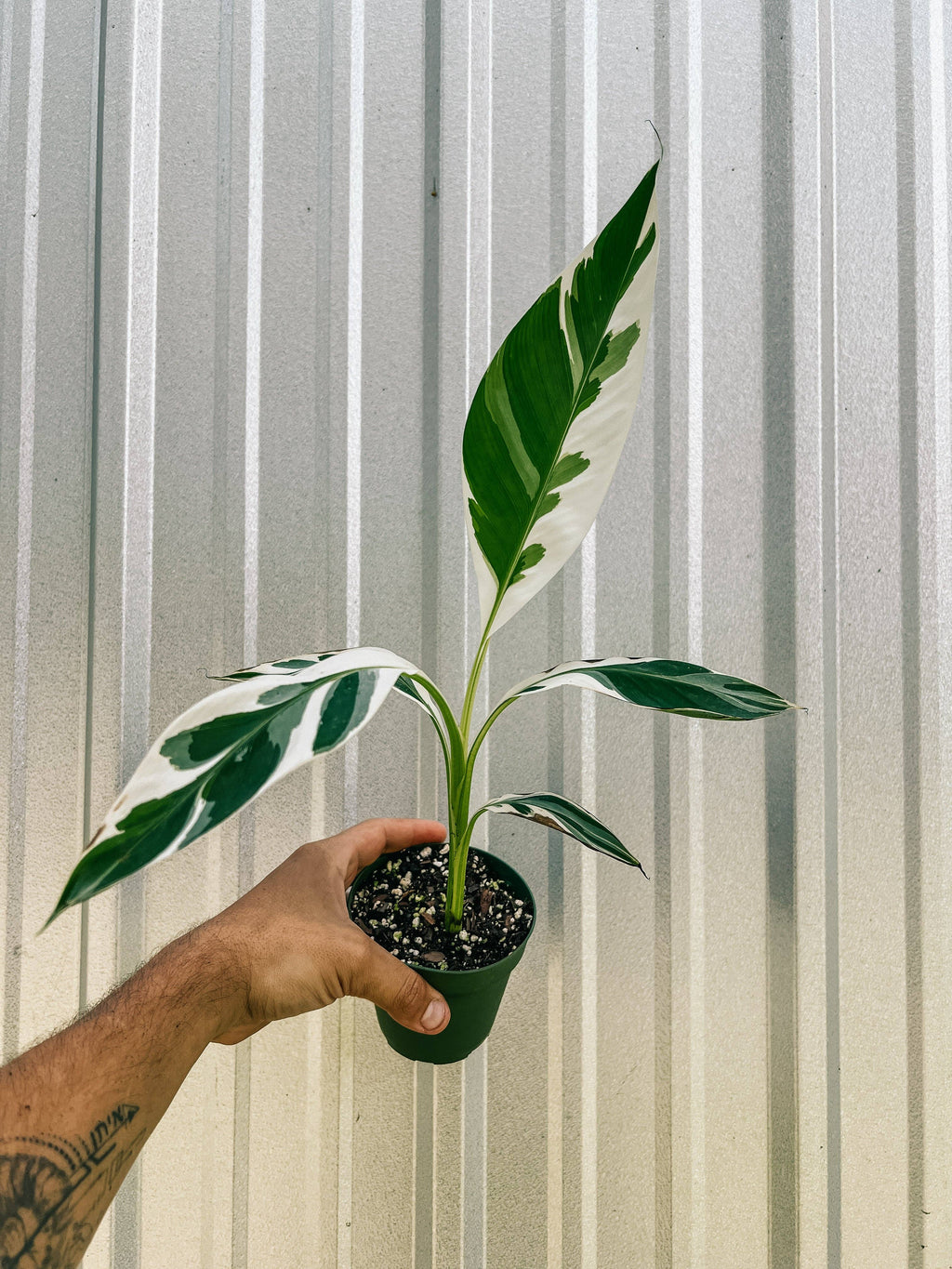 4" Variegated Musa Florida 'Bronana'
