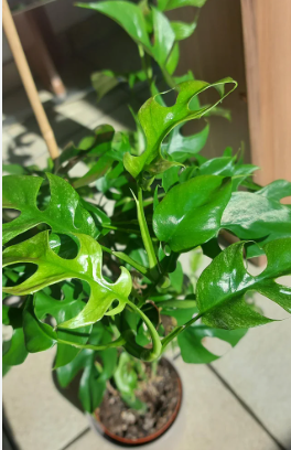Mini Monstera 2.5"