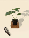 4" Thaumatophyllum Spruceanum (Philodendron Goeldii)