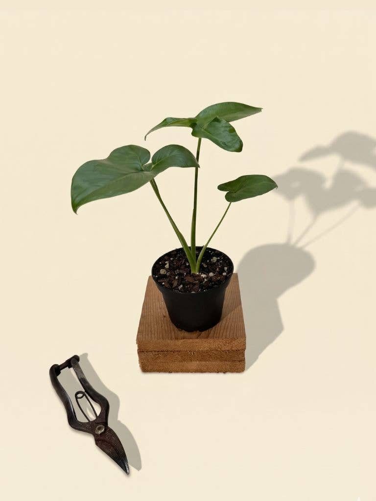 4" Thaumatophyllum Spruceanum (Philodendron Goeldii)