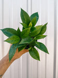 4" Hoya 'Sunrise'