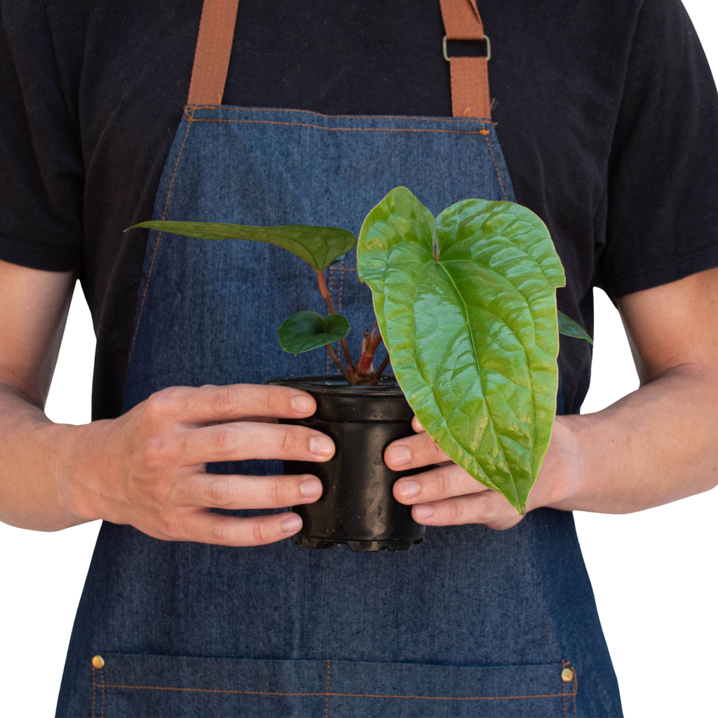 Anthurium 'Radicans x Luxurians': 6" Pot