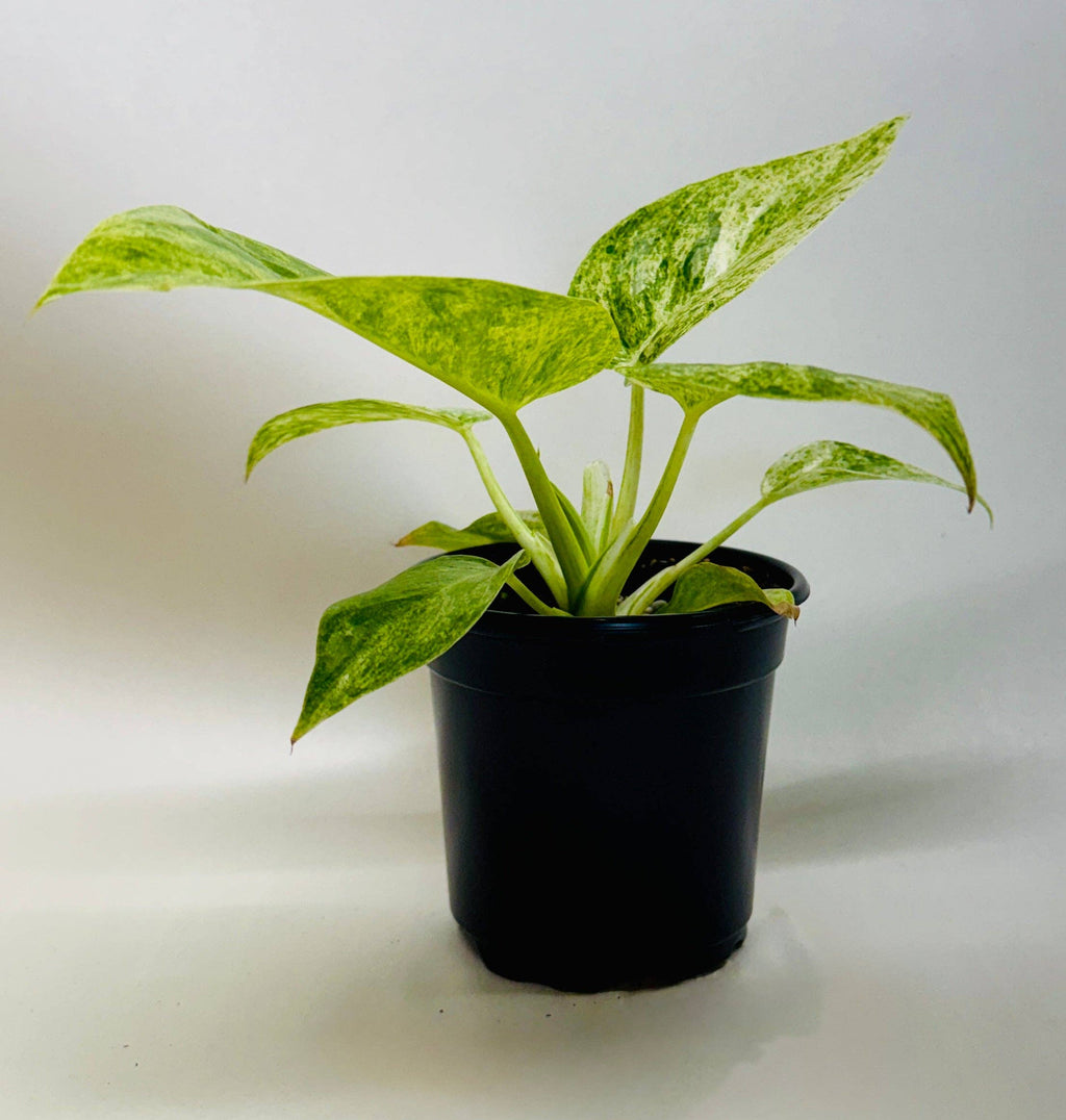 Philodendron 'Blizzard': 4" Pot