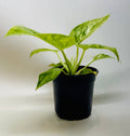 Philodendron 'Blizzard': 4" Pot