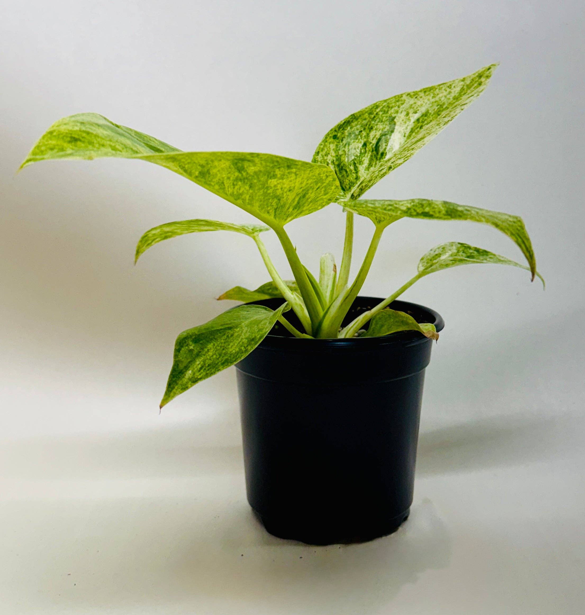 Philodendron 'Blizzard': 4" Pot