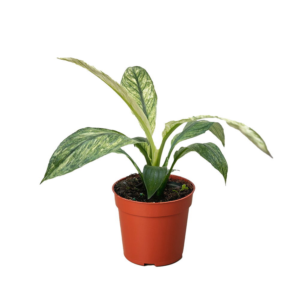 Spathiphyllum 'Jessica'- 4" Pot