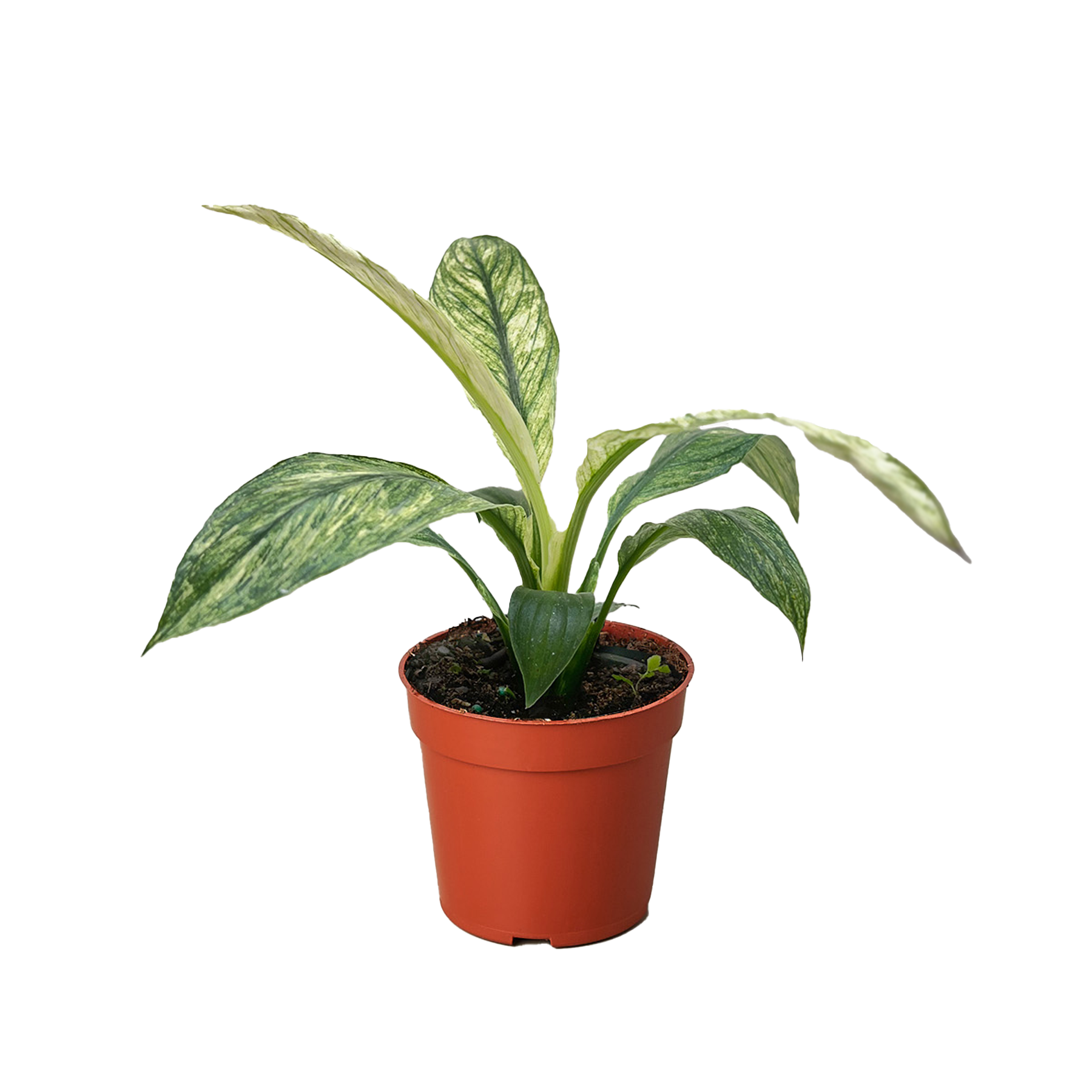 Spathiphyllum 'Jessica'- 4" Pot