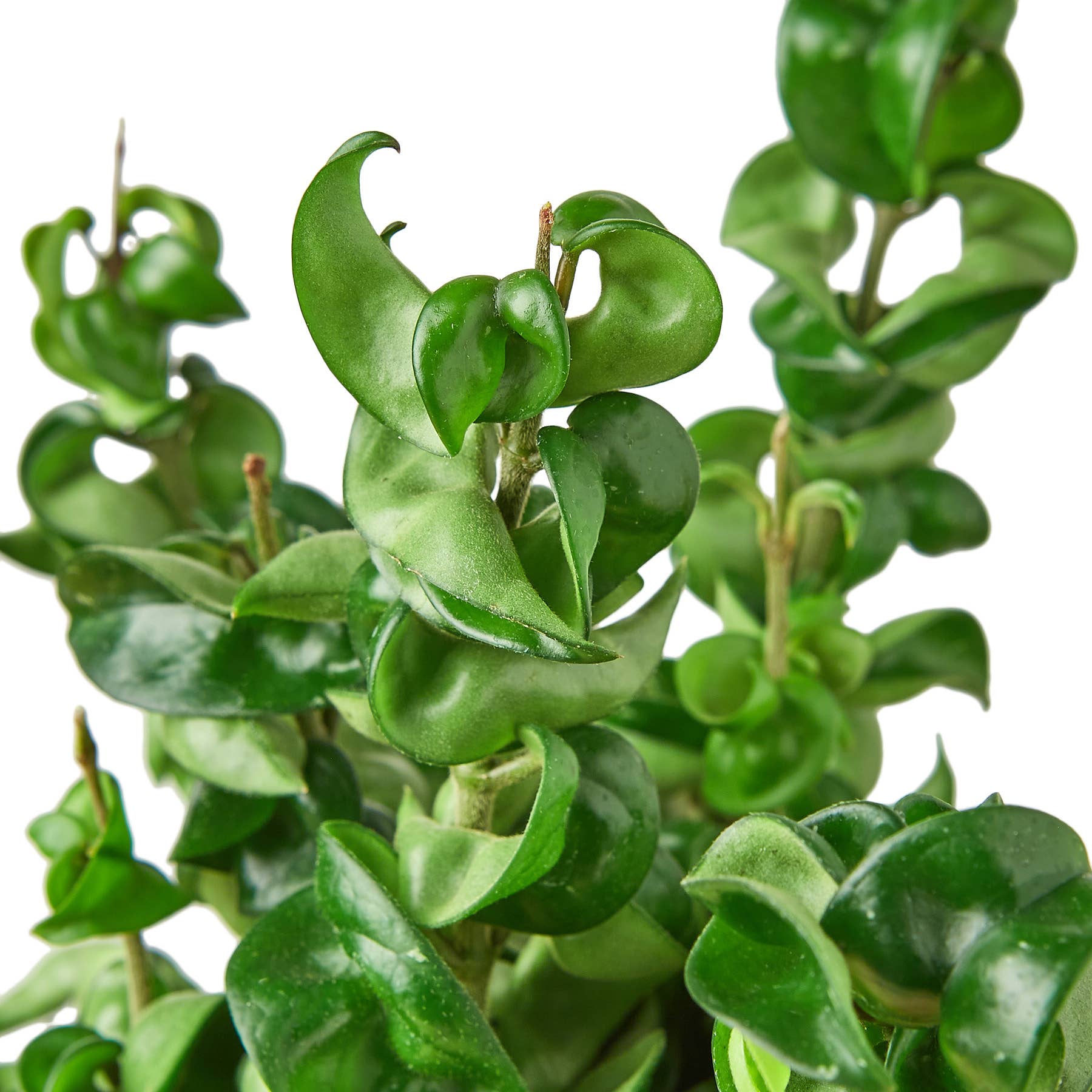 HOYA ROPE 6-inch