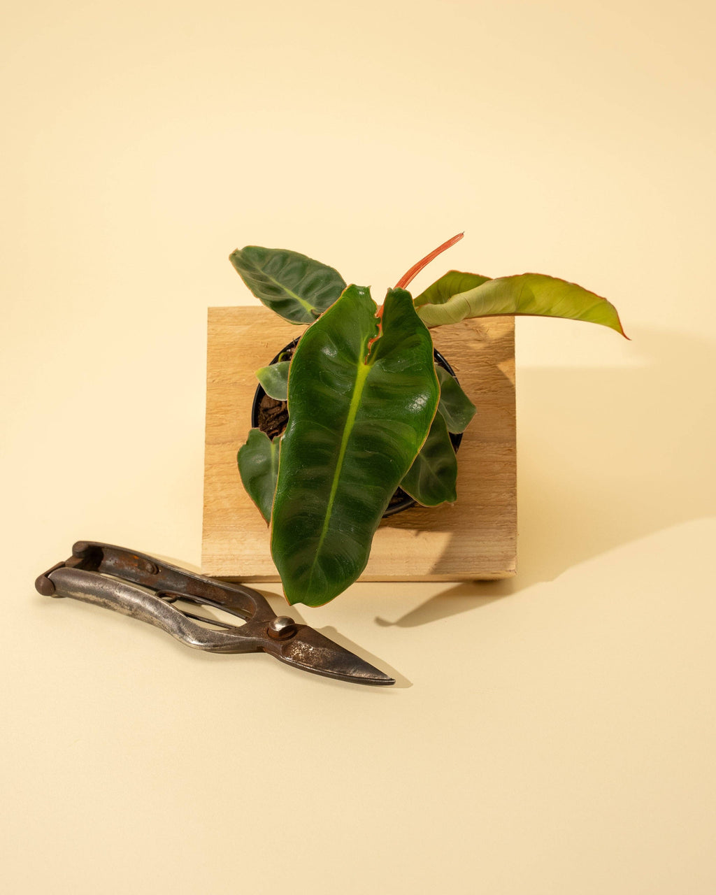 4" Philodendron 'Billietiae'