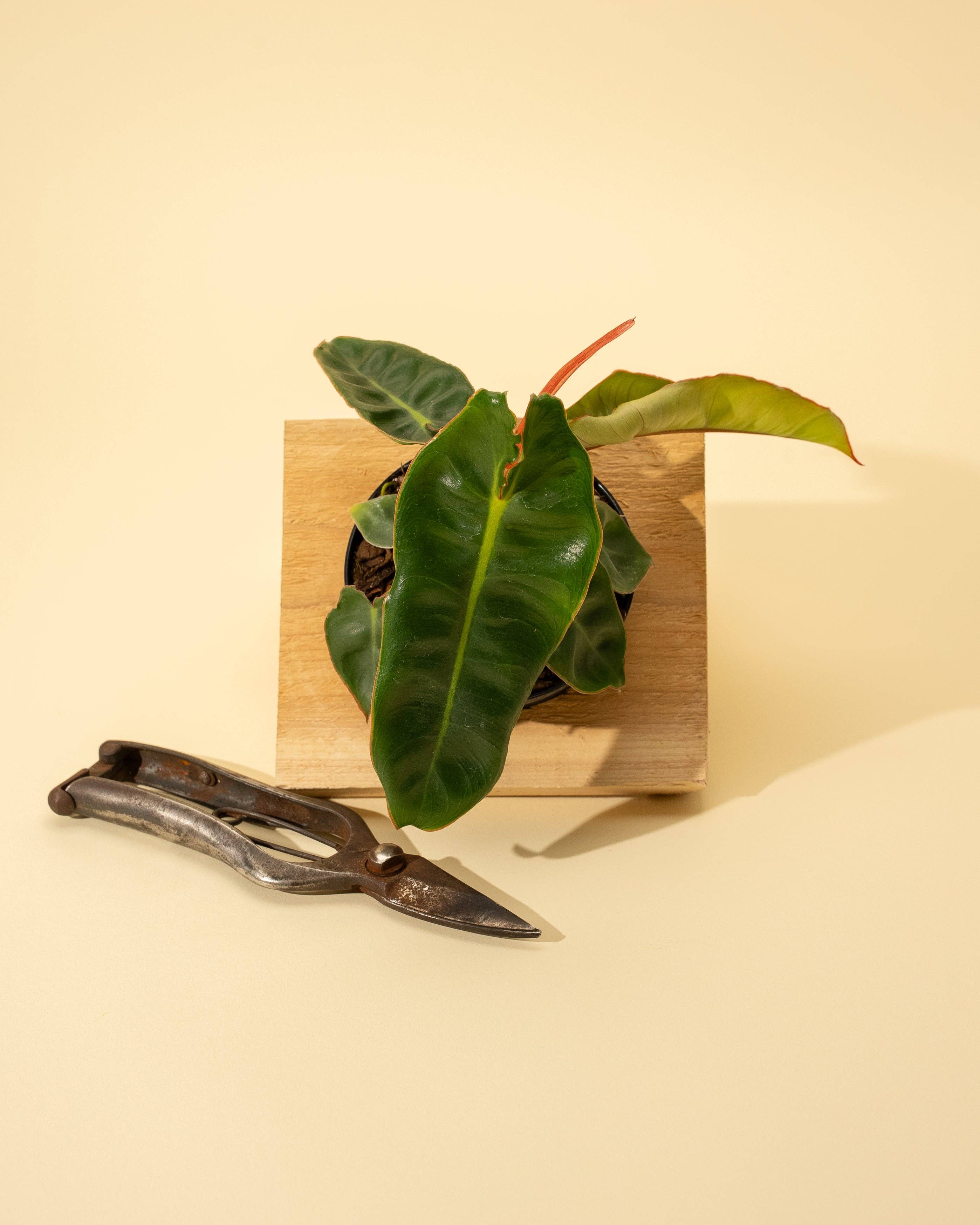 4" Philodendron 'Billietiae'