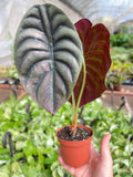 Alocasia 'Red Secret' - 4" Pot