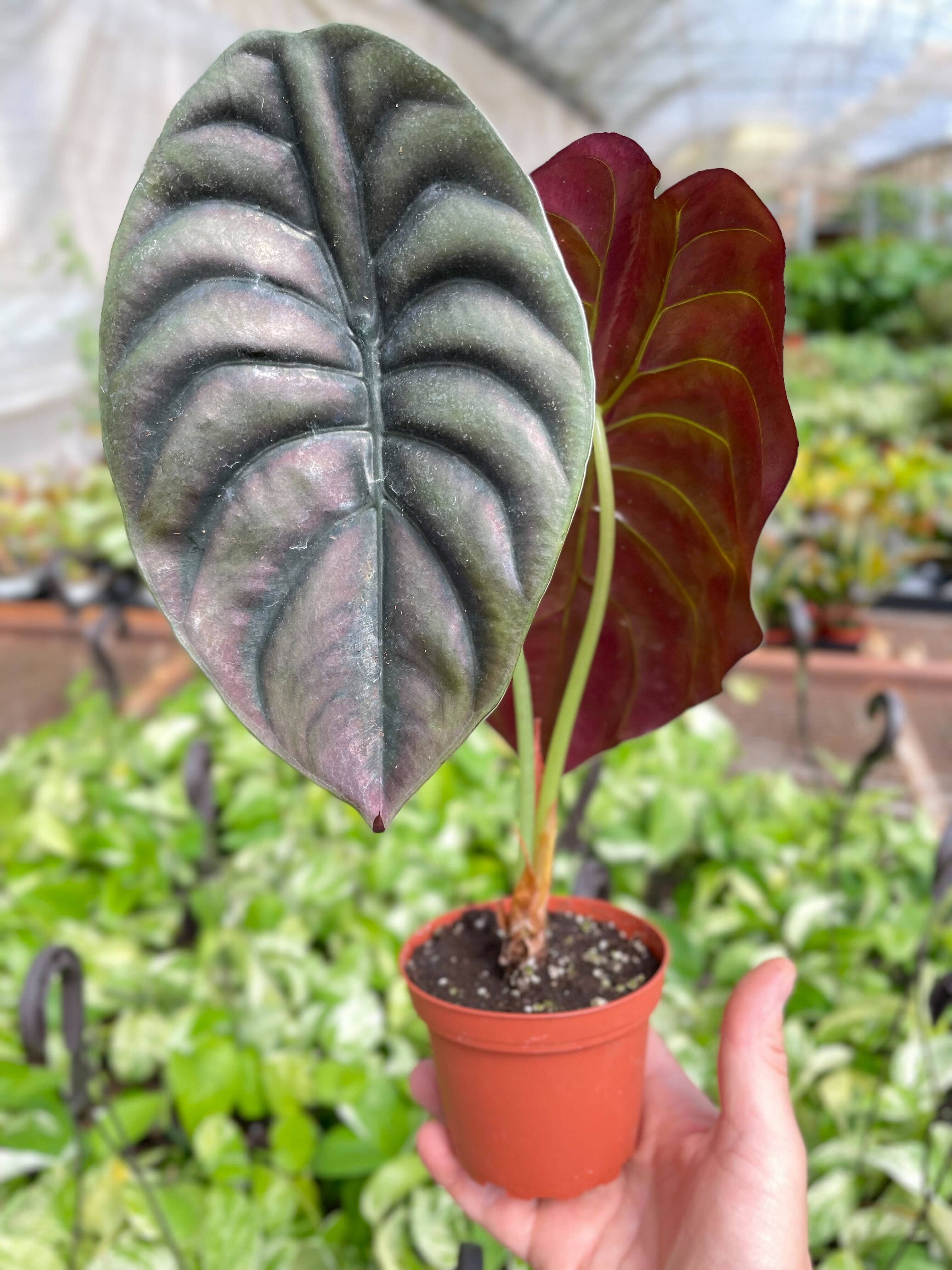 Alocasia 'Red Secret' - 4" Pot