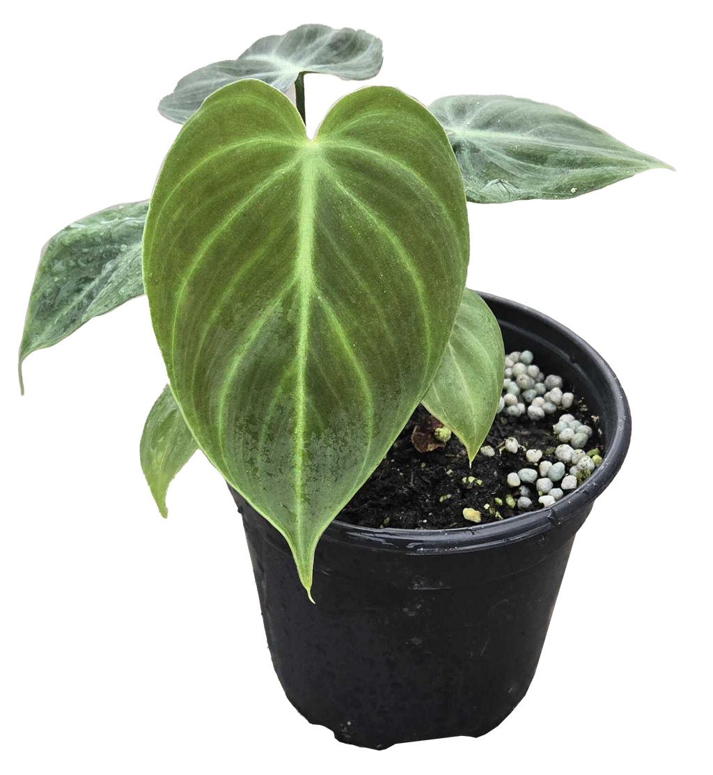 Philodendron El Choco Red 4 inch in Grower Pot