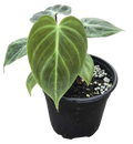 Philodendron El Choco Red 4 inch in Grower Pot