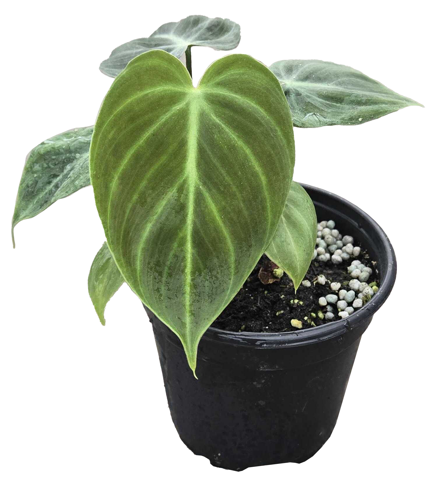 Philodendron El Choco Red 4 inch in Grower Pot