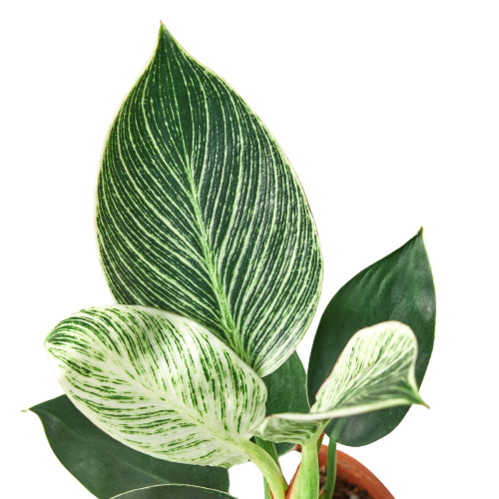PHILODENDRON BIRKIN 4-inch