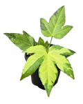 Fatsia Japonica Variegata 'camouflage' 4 inch Grower Pot