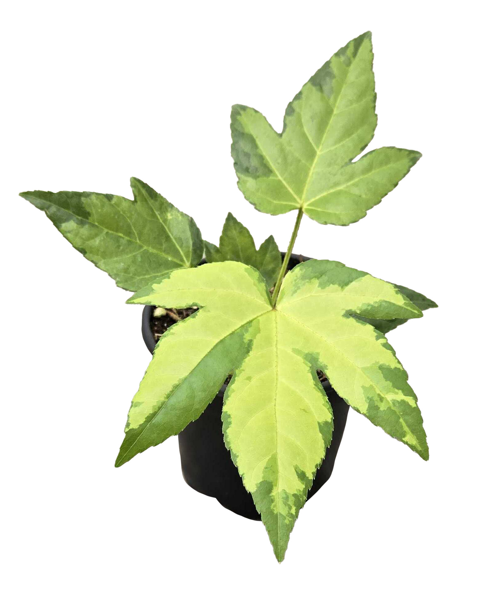 Fatsia Japonica Variegata 'camouflage' 4 inch Grower Pot