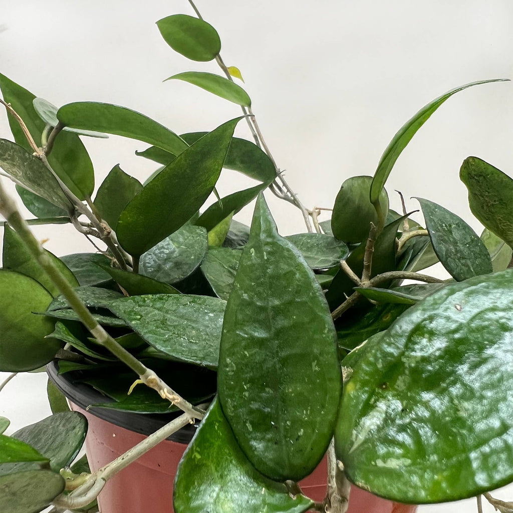 Hoya 'Black Margin' - 6" Pot