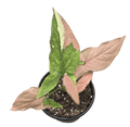 Syngonium Tricolor: 4"
