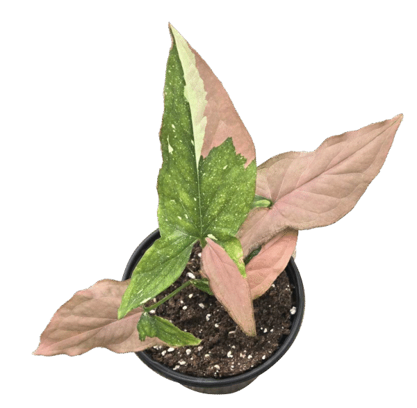 Syngonium Tricolor: 4"