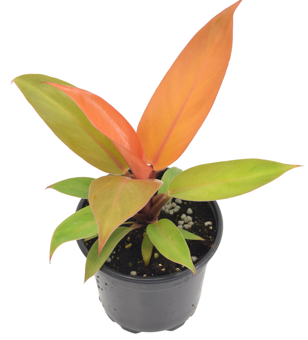 Philodendron Prince of Orange 4 inch Grower Pot