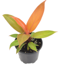 Philodendron Prince of Orange 4 inch Grower Pot