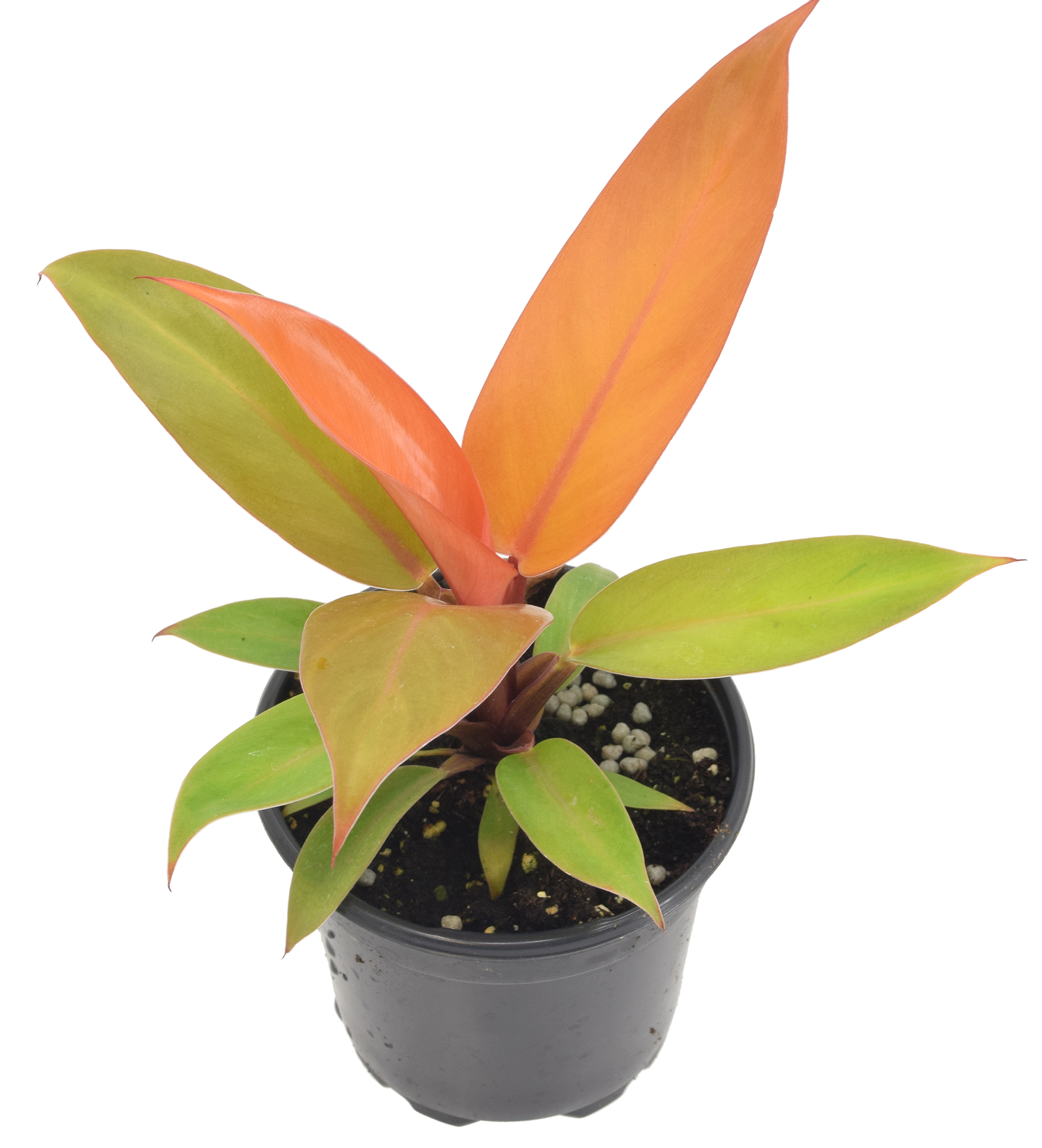 Philodendron Prince of Orange 4 inch Grower Pot