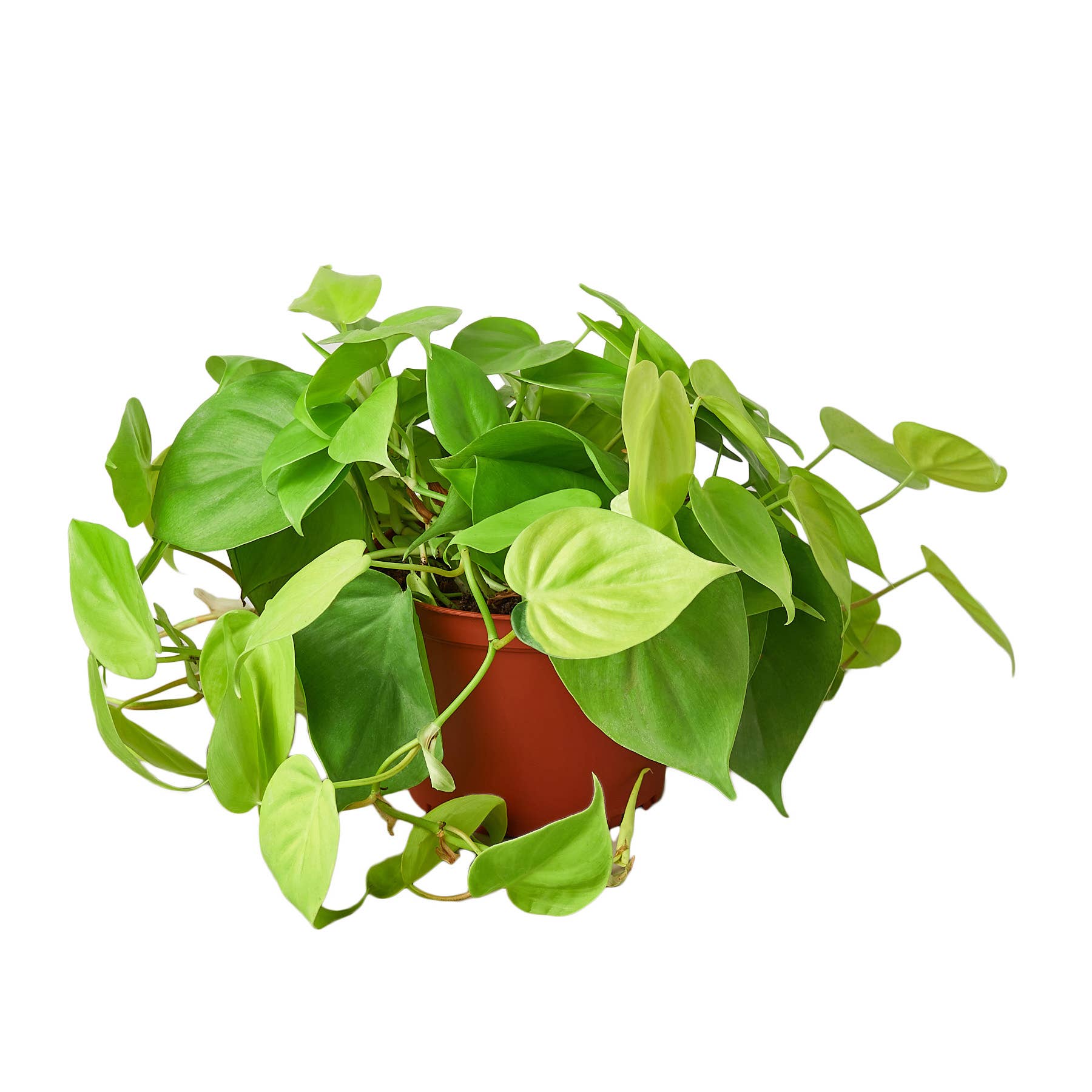 Philodendron Neon 6"