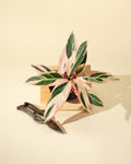 4" Stromanthe 'Trio Star'