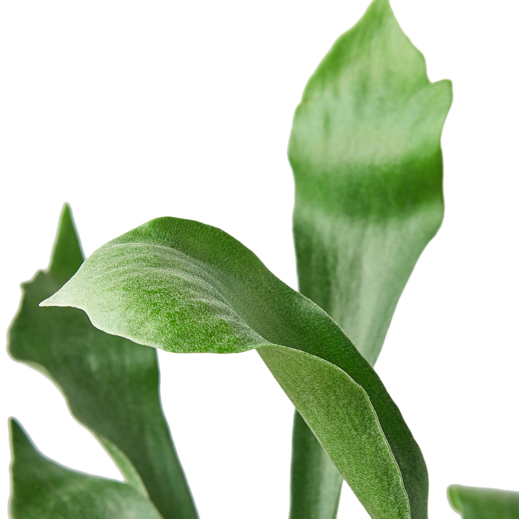 FERN STAGHORN 6"