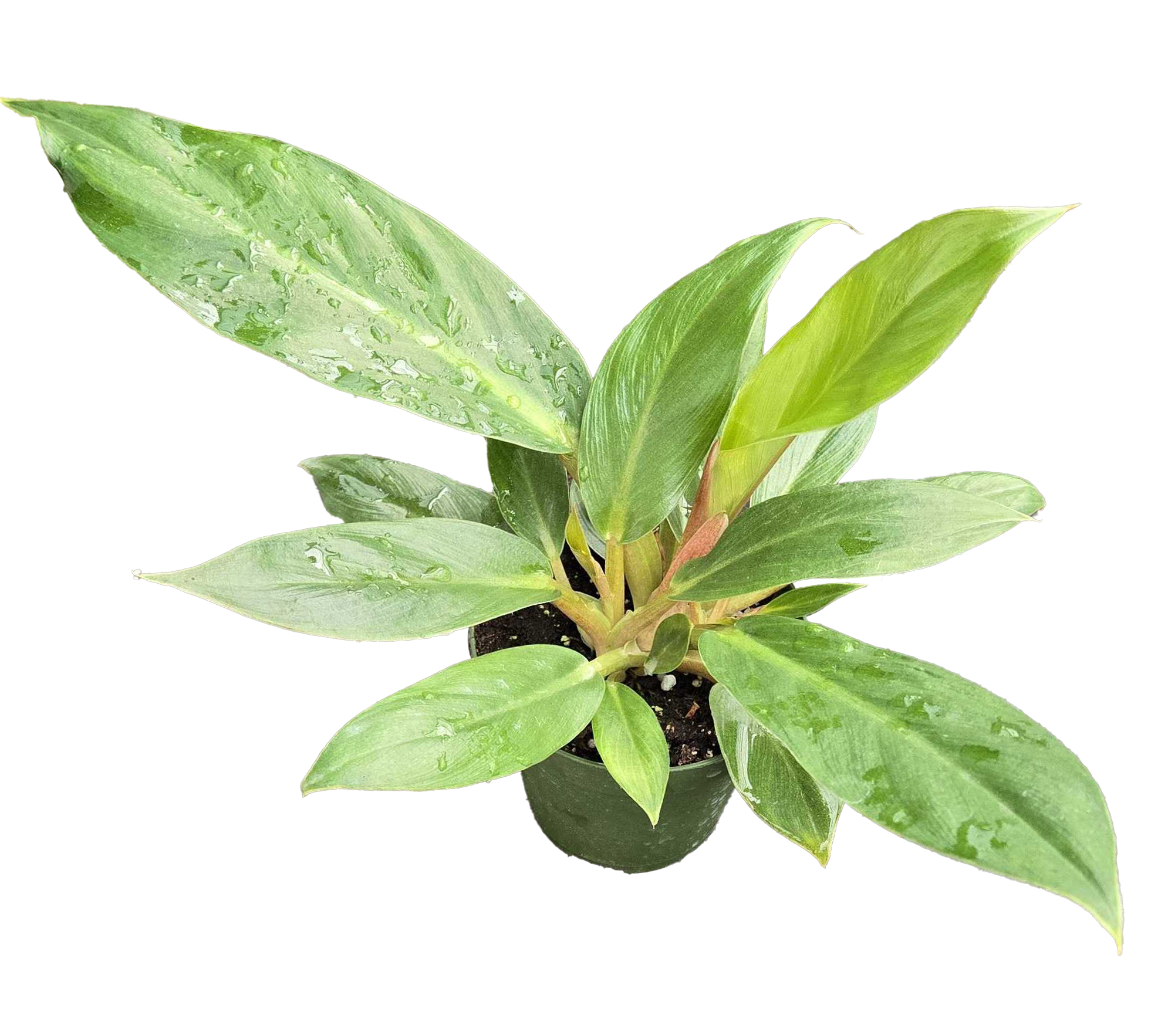 Philodendron Melinonii 4in Grow Pot