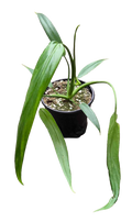 Philodendron Holtonianum 4 inch Grower Pot