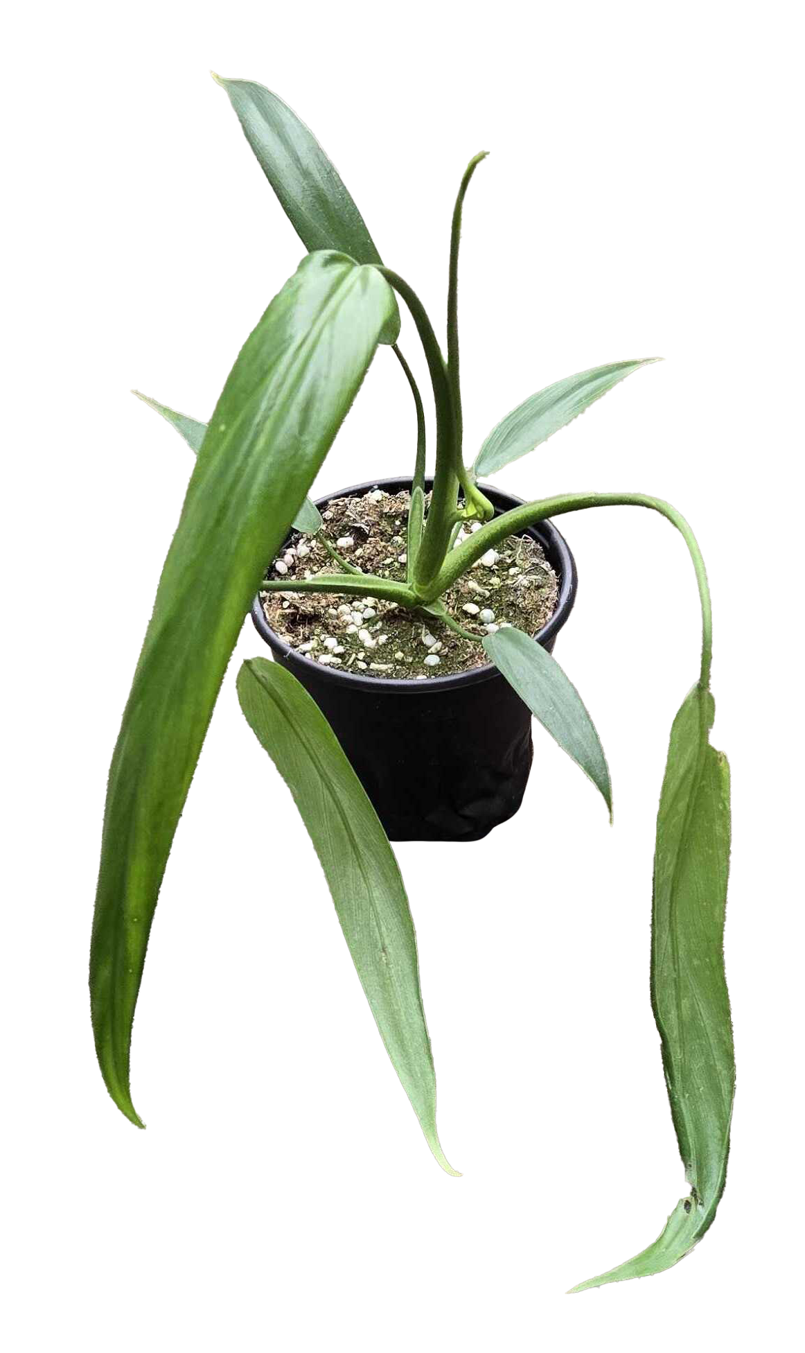 Philodendron Holtonianum 4 inch Grower Pot