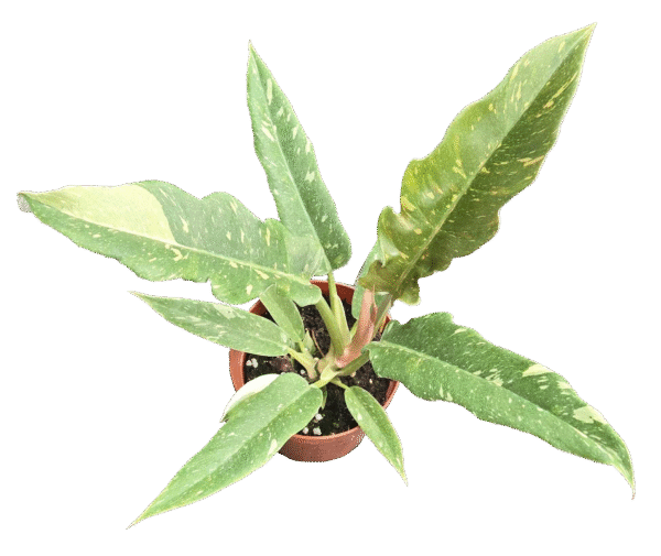Philodendron Ring of Fire: 4"
