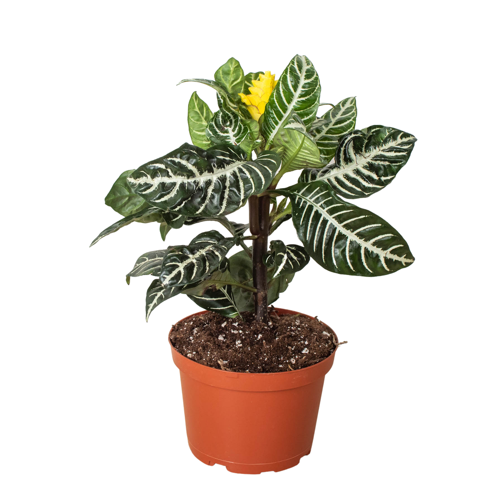 Zebra 'Aphelandra': 4" Pot