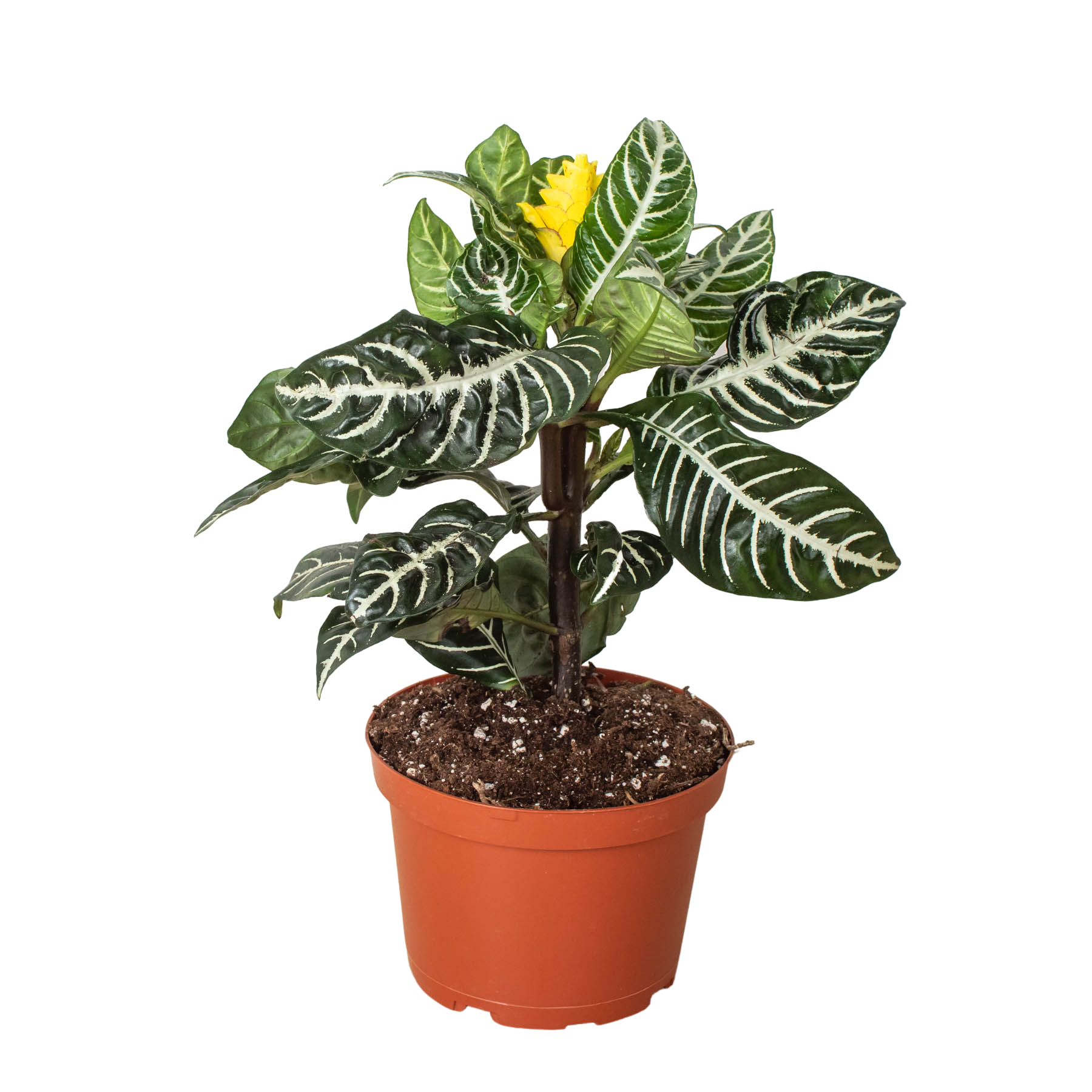 Zebra 'Aphelandra': 4" Pot