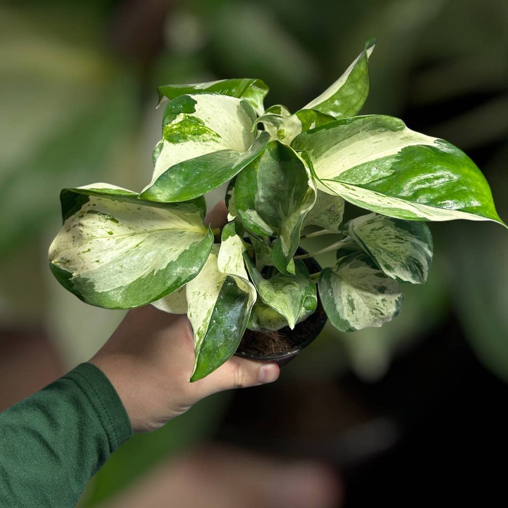 4" Manjula Pothos