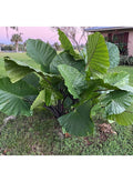 Alocasia Dark Star Starter