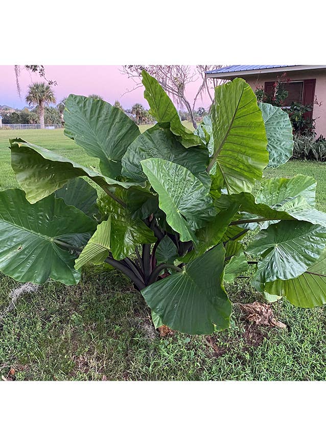Alocasia Dark Star Starter