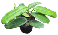 Hoya Villosa Long Leaf 4 inch Grower Pot