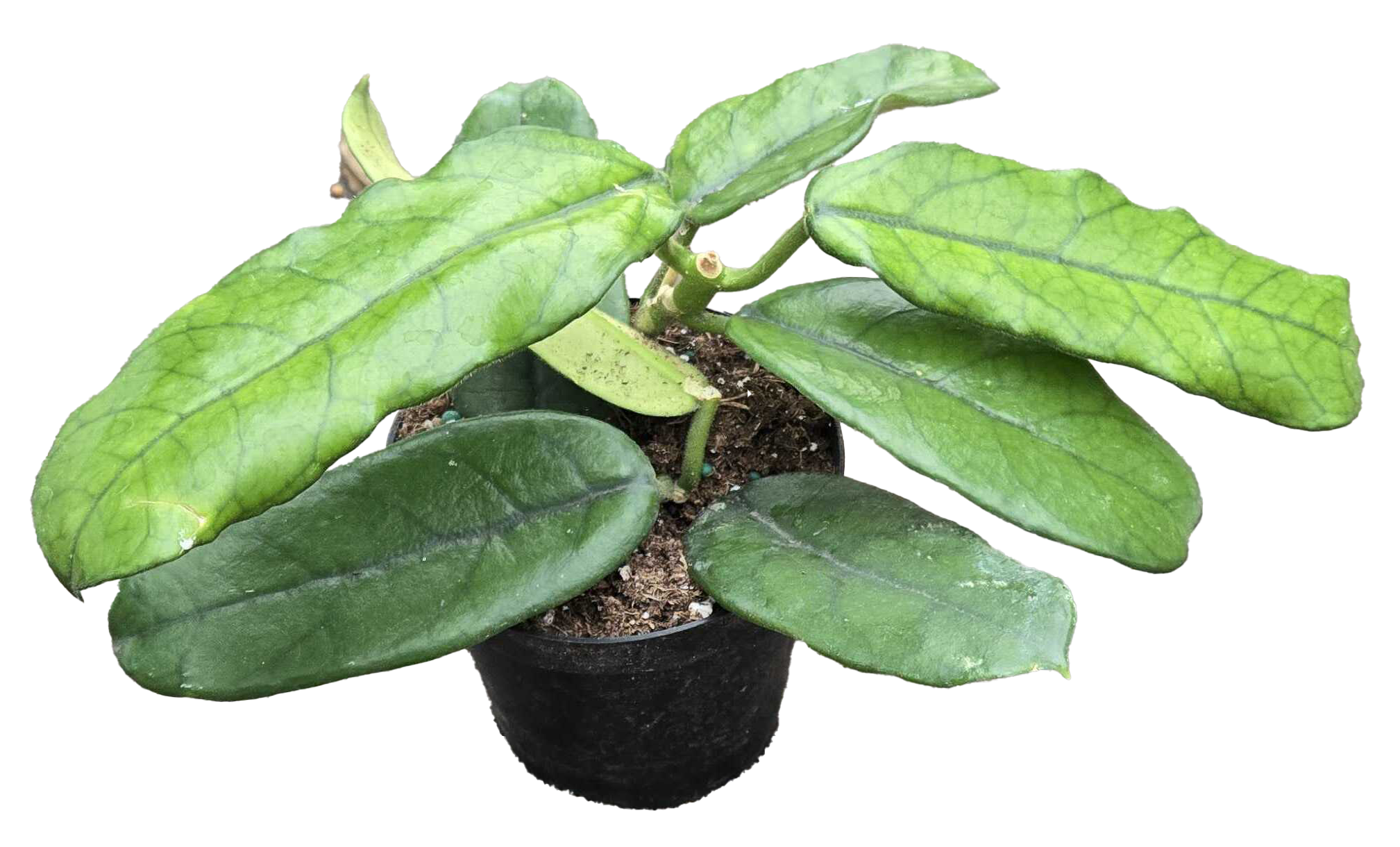 Hoya Villosa Long Leaf 4 inch Grower Pot