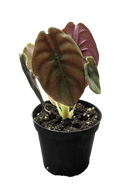 Alocasia Red Secret Cuprea 4 inch Grower Pot