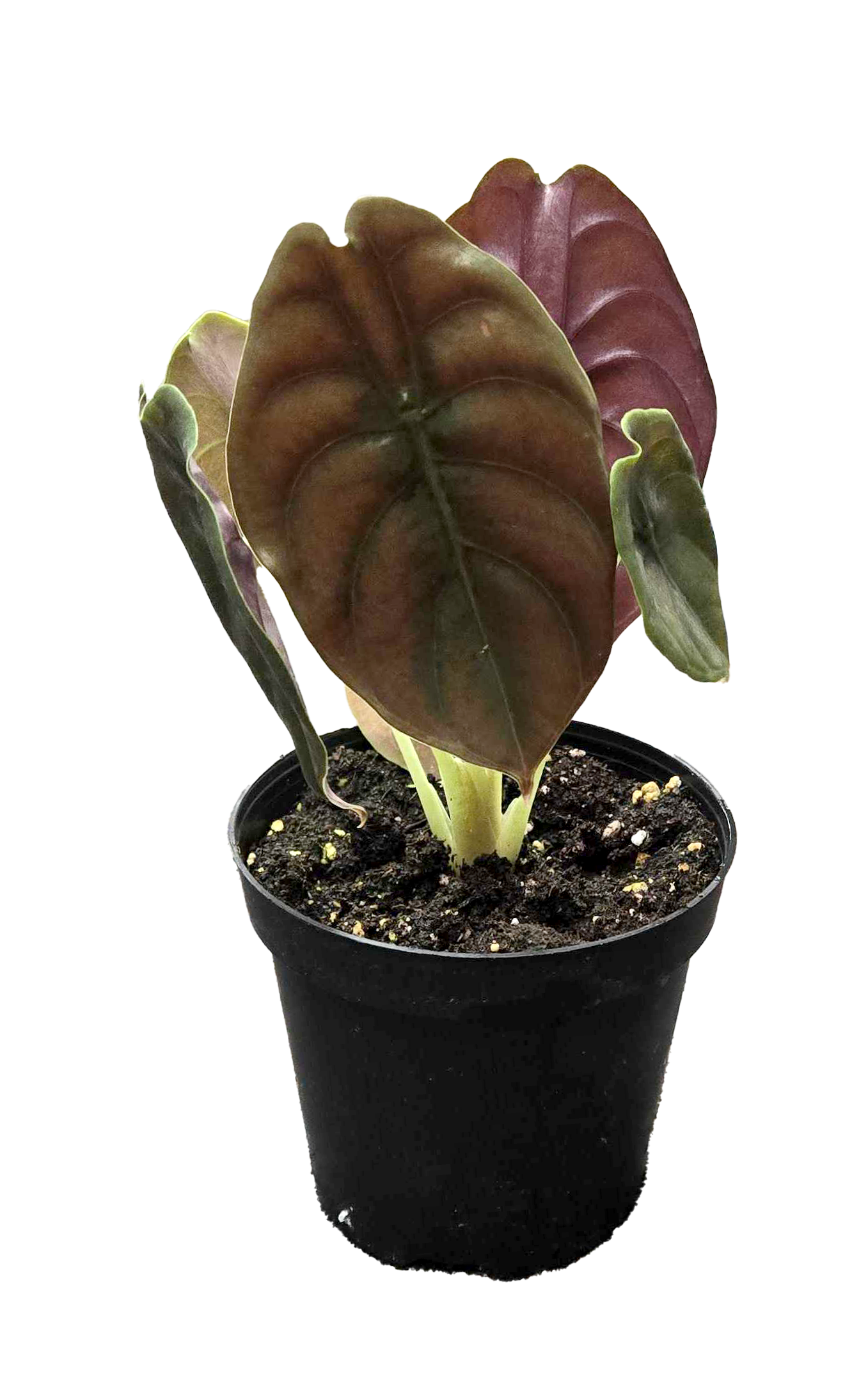 Alocasia Red Secret Cuprea 4 inch Grower Pot